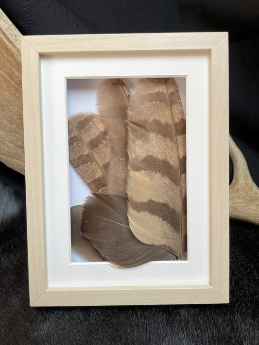 Kestrel Feathers in Frame