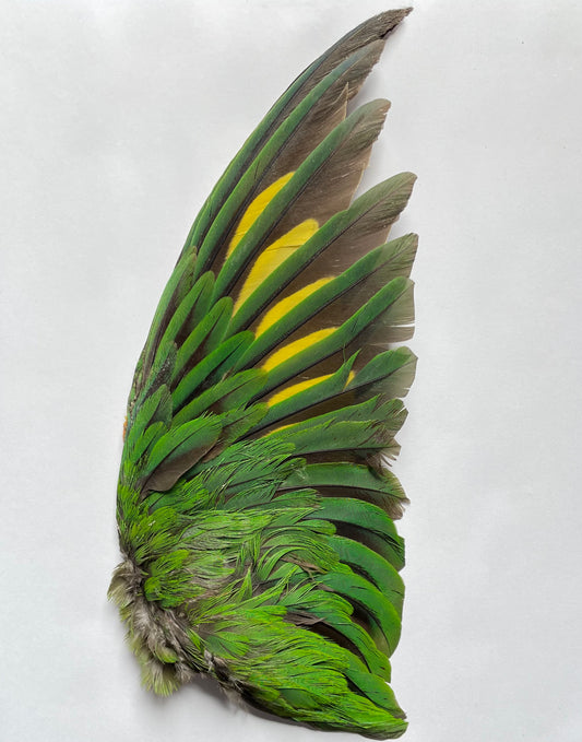 Amazona Parrot Taxidermy in Frame