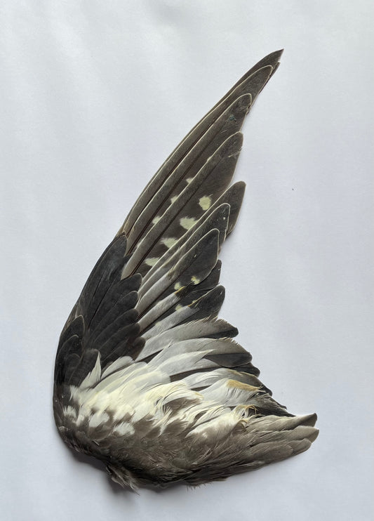 Gray Cockatiel Taxidermy in Fram